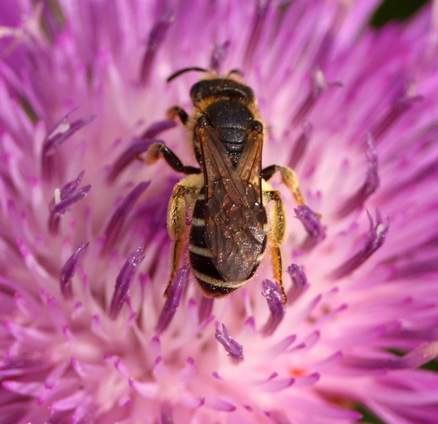 Apidae Halictinae